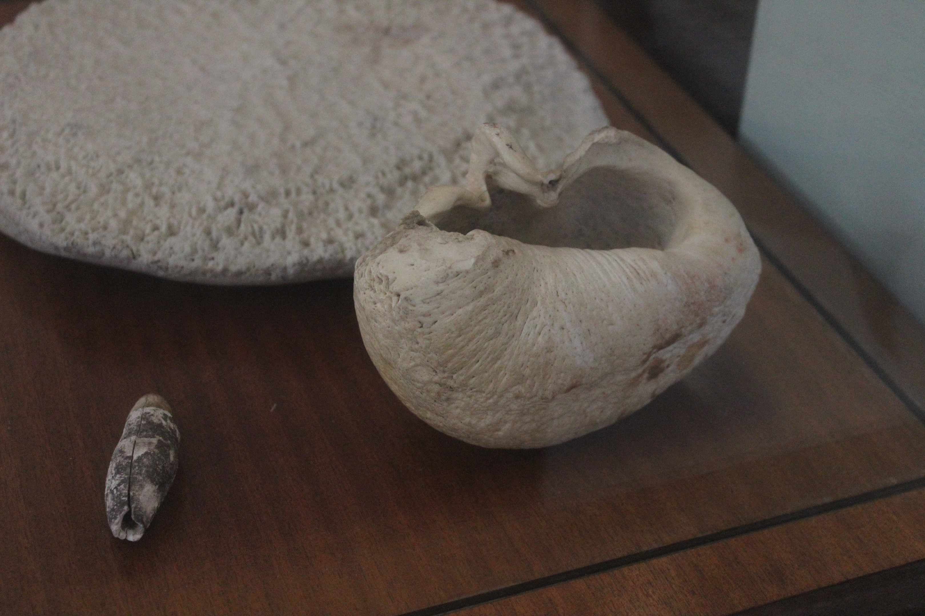 Whale eardrum (right, front), Kāpiti Coast Museum