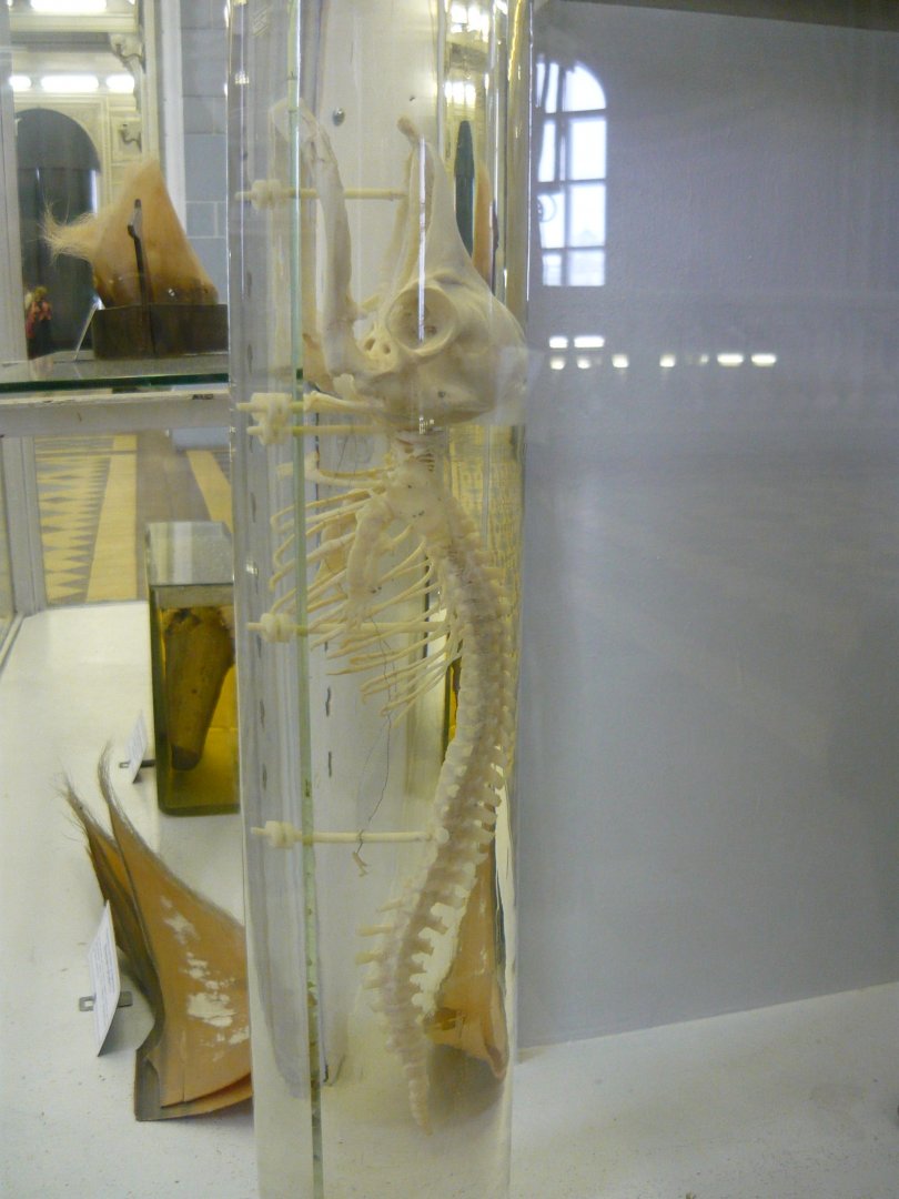 Whale foetus skeleton