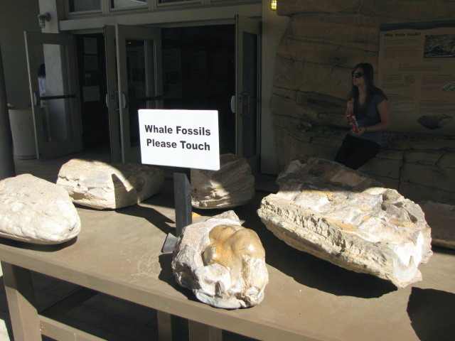 Whale Fossils