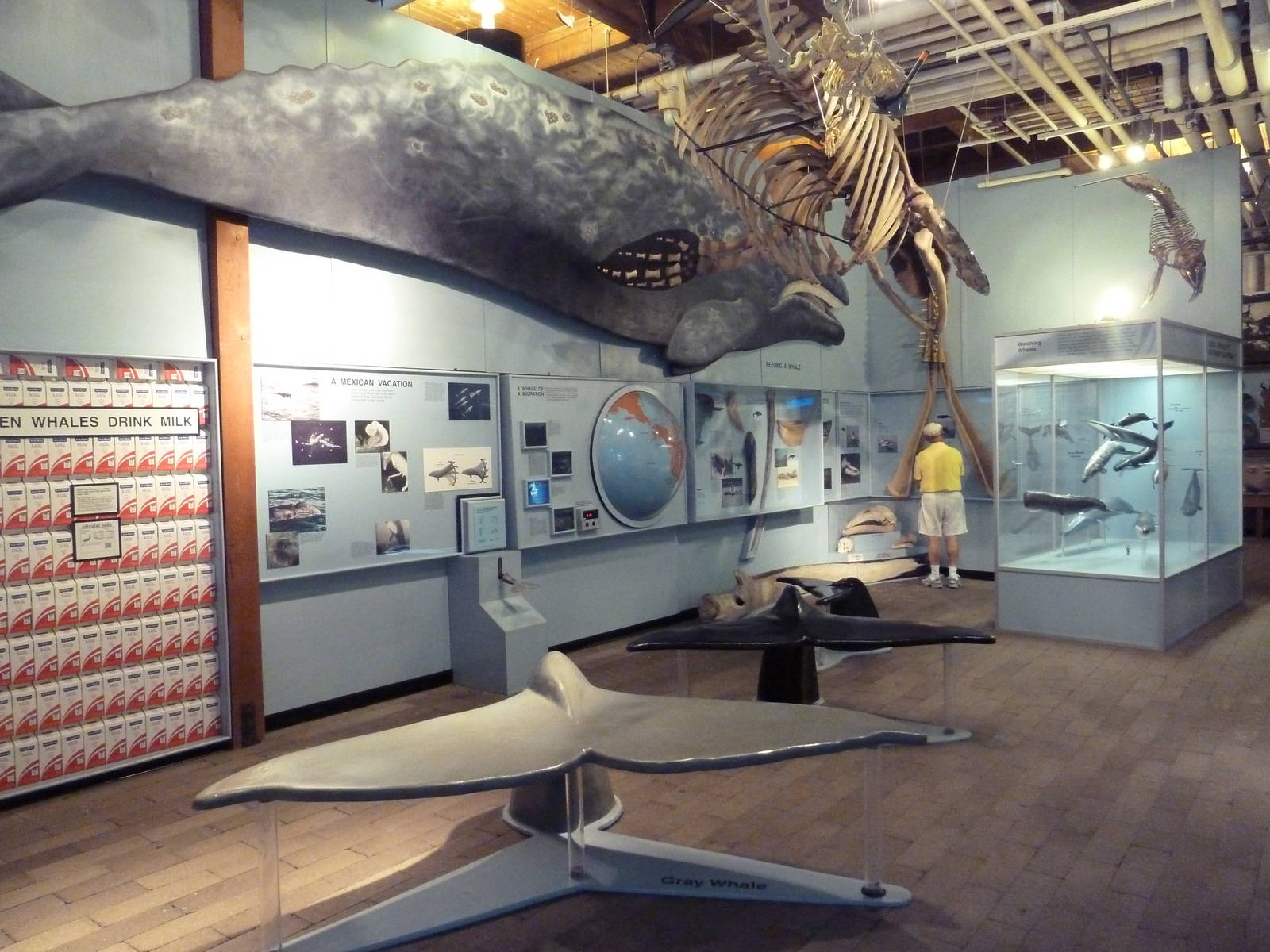 Whale Gallery
