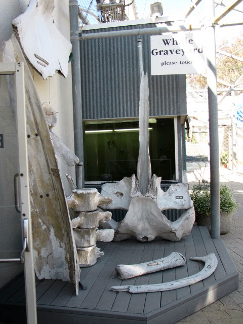 Whale Graveyard