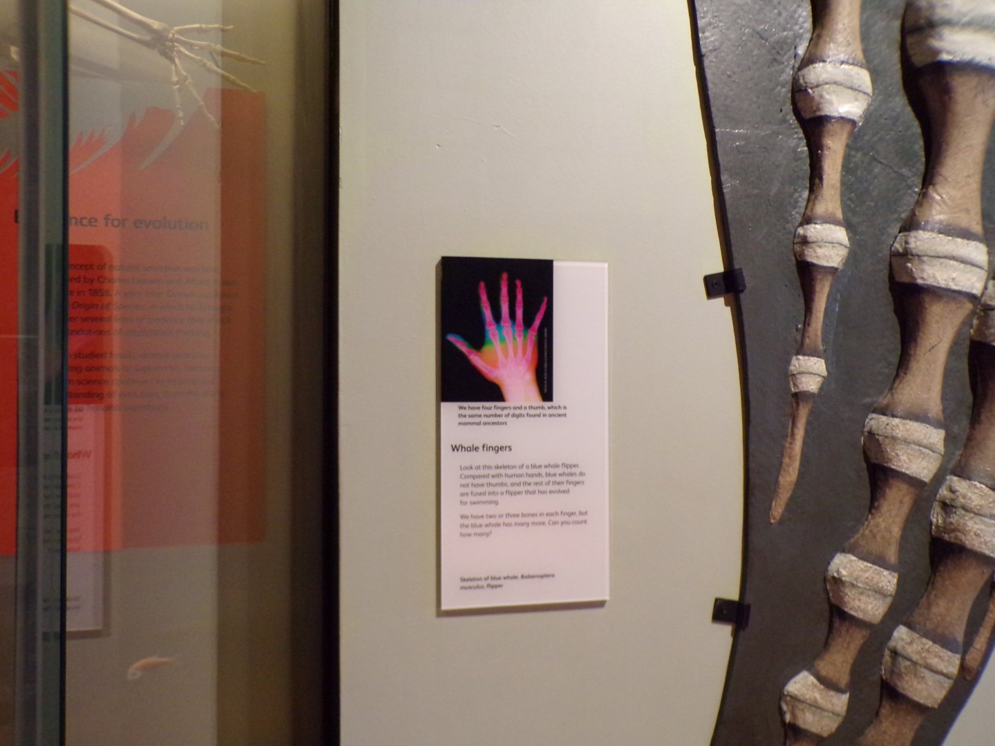 Whale hand signage 26.8.23