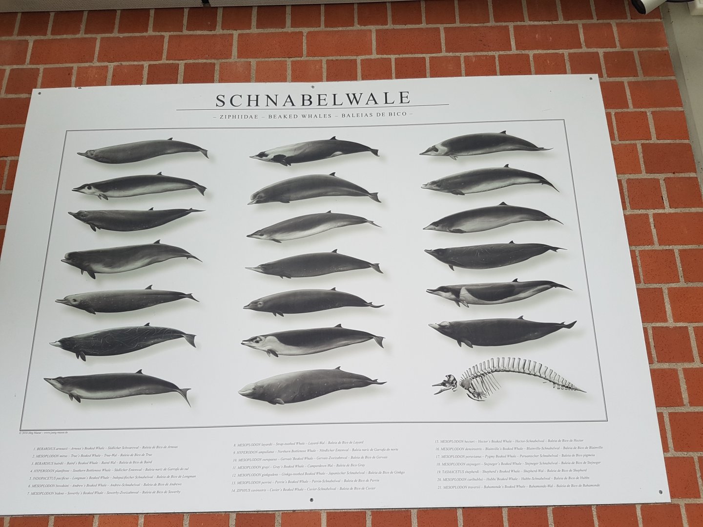 Whale info-poster