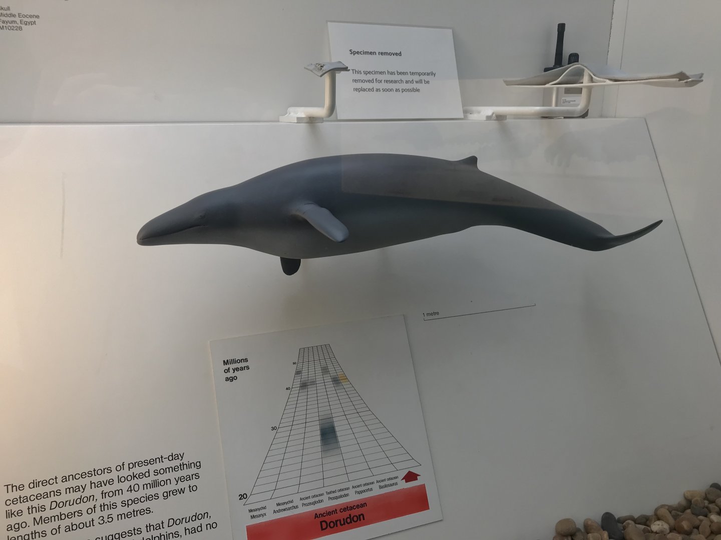 Whale model