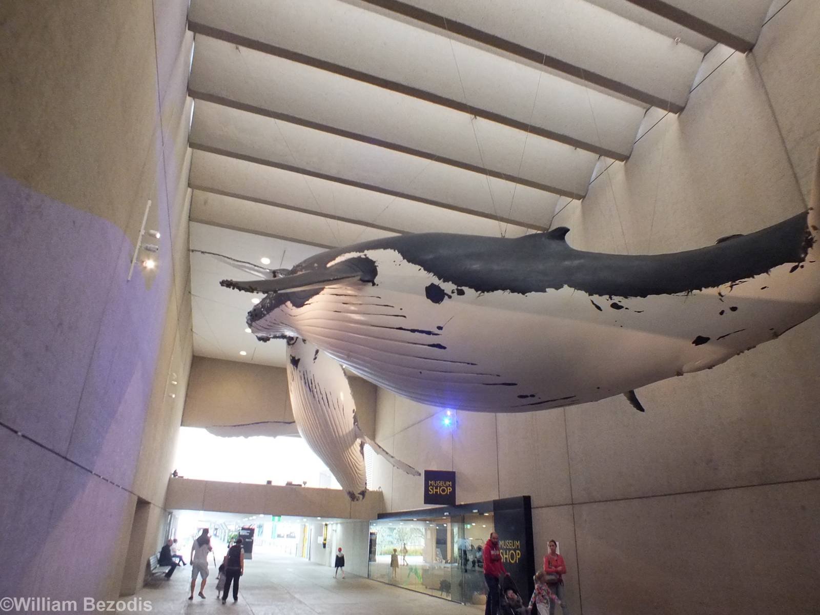 Whale Models - Queensland Museum