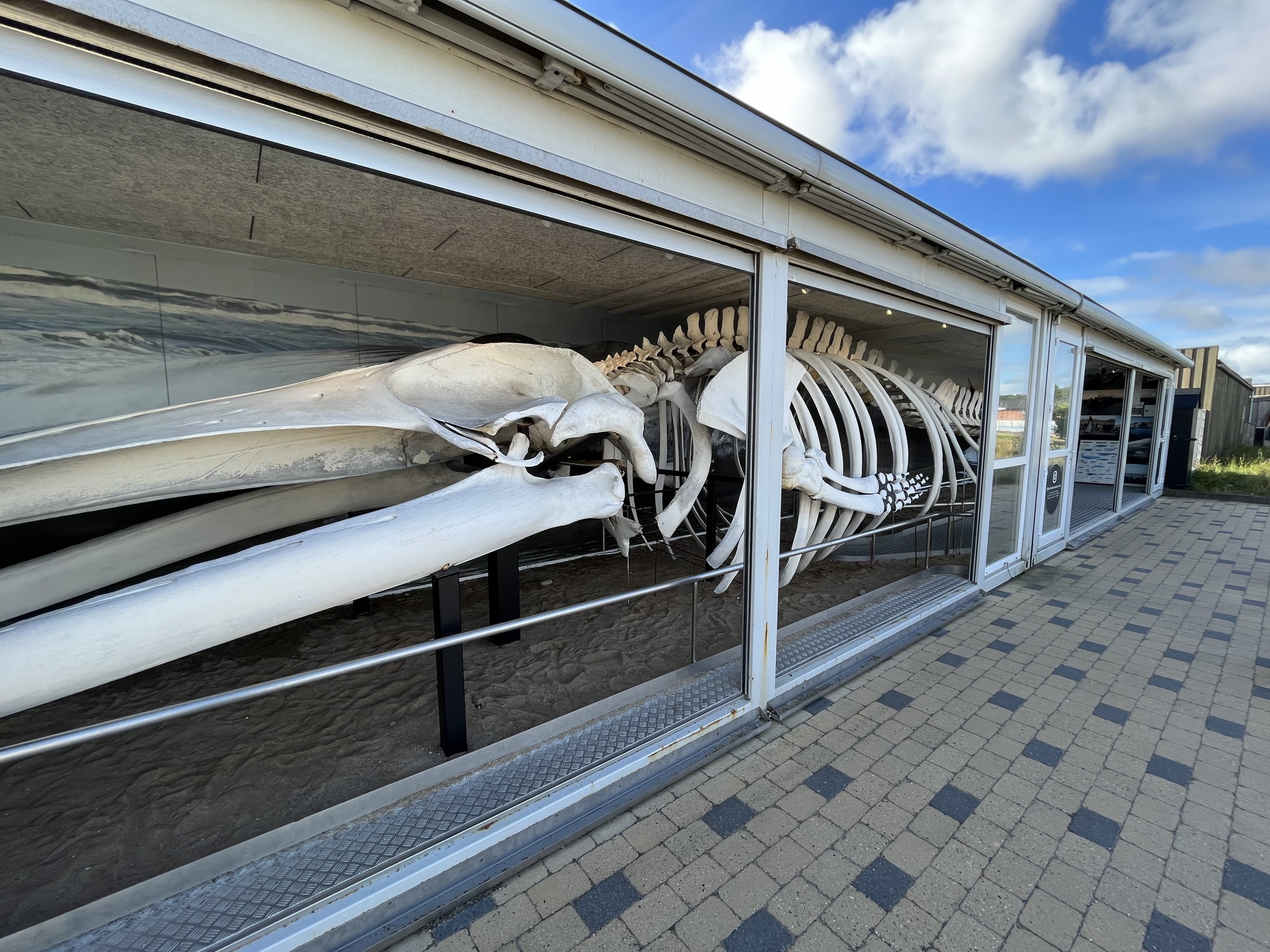Whale Museum - Fin Whale Skeleton