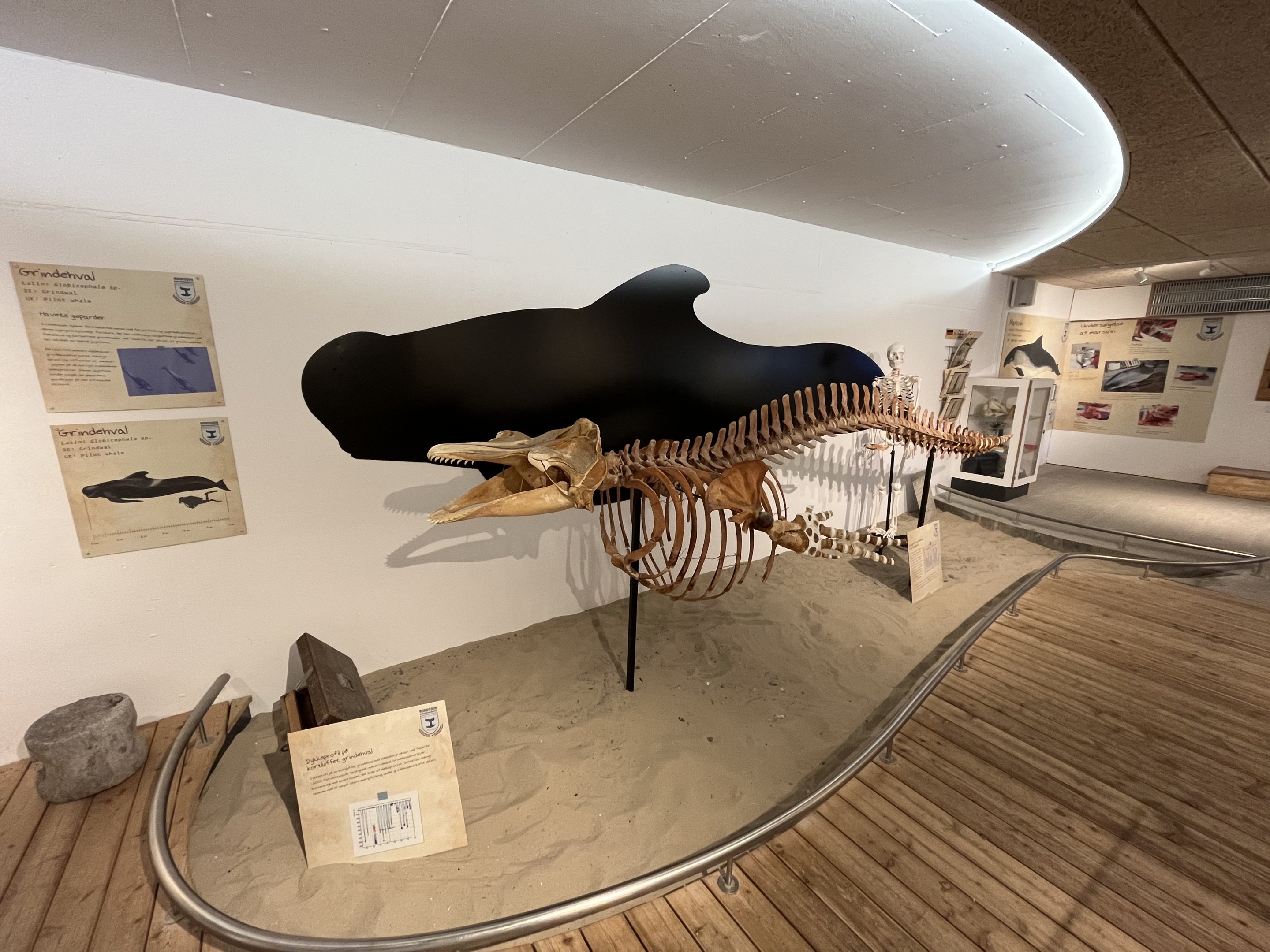Whale Museum - Pilot Whale Skeleton