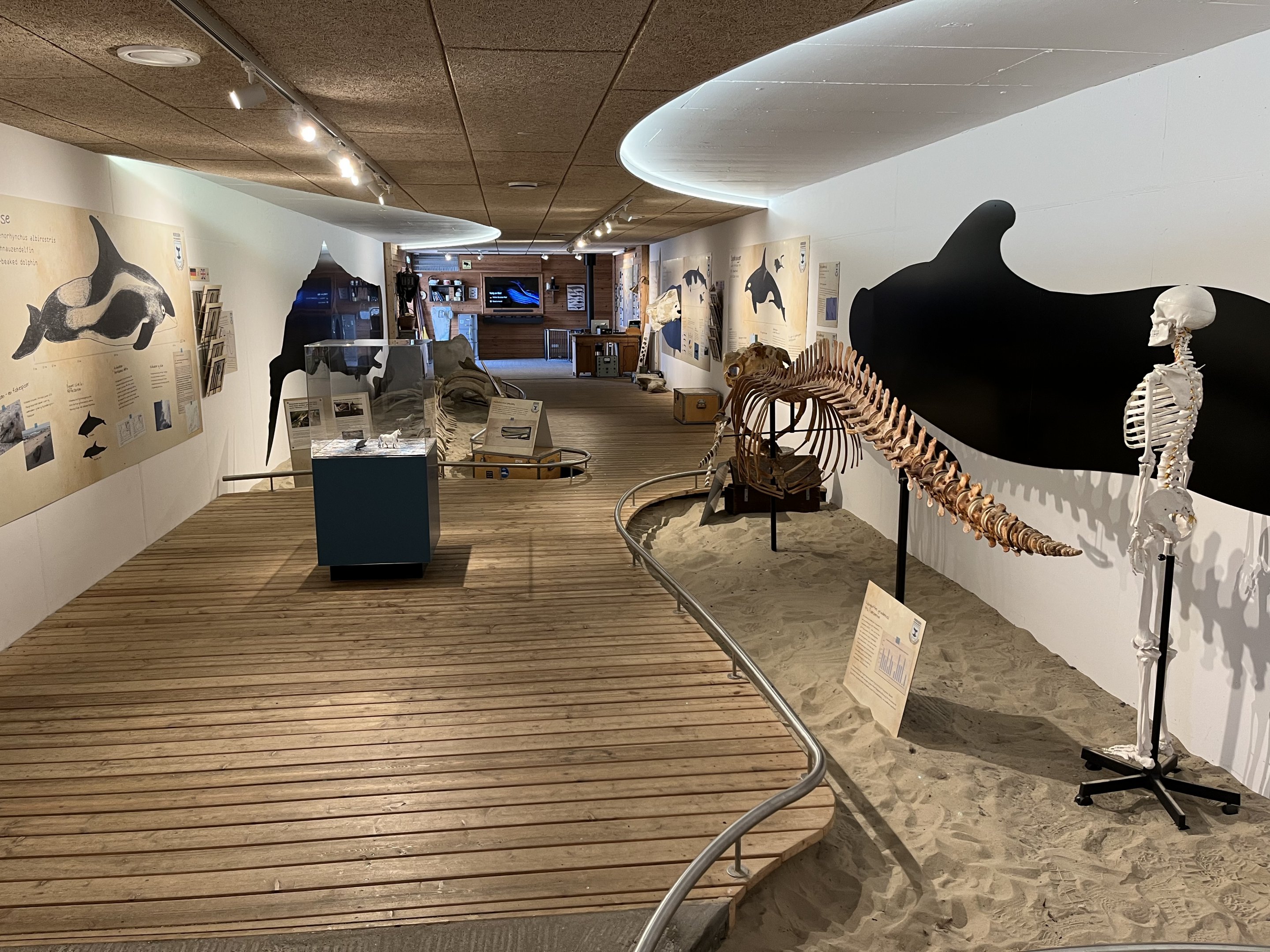 Whale Museum