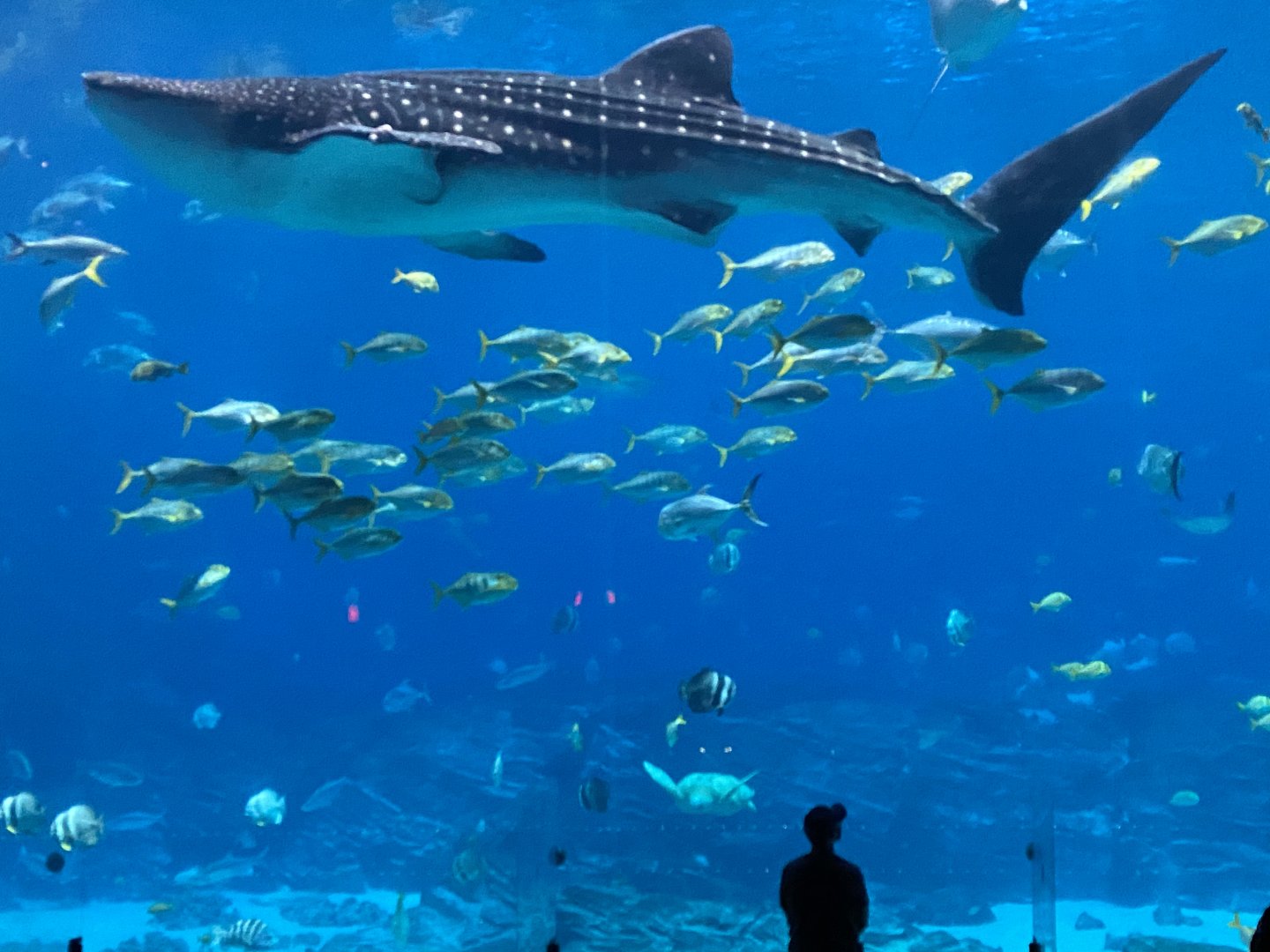 Whale Shark 2020