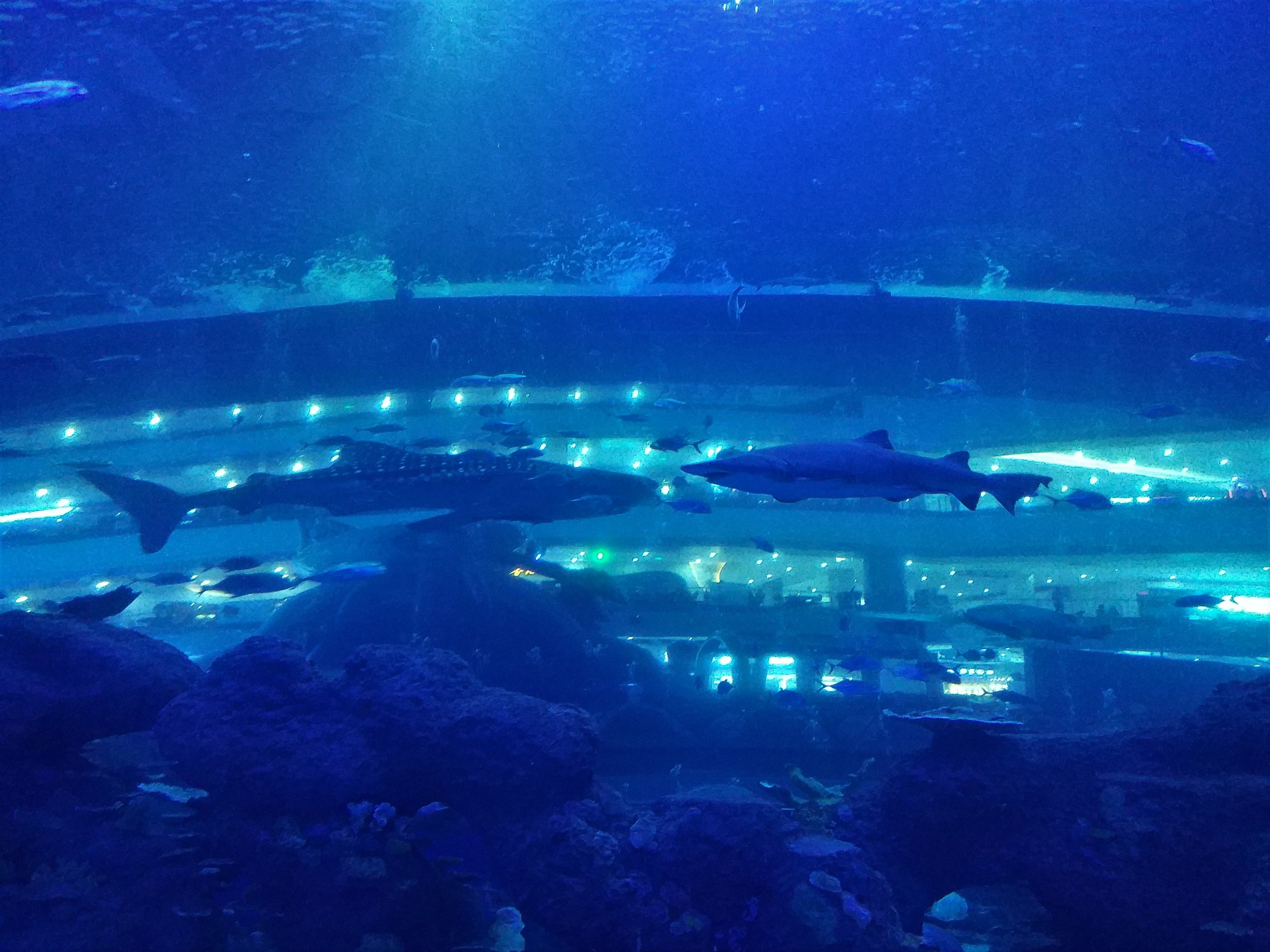 Whale Shark and Bull Shark