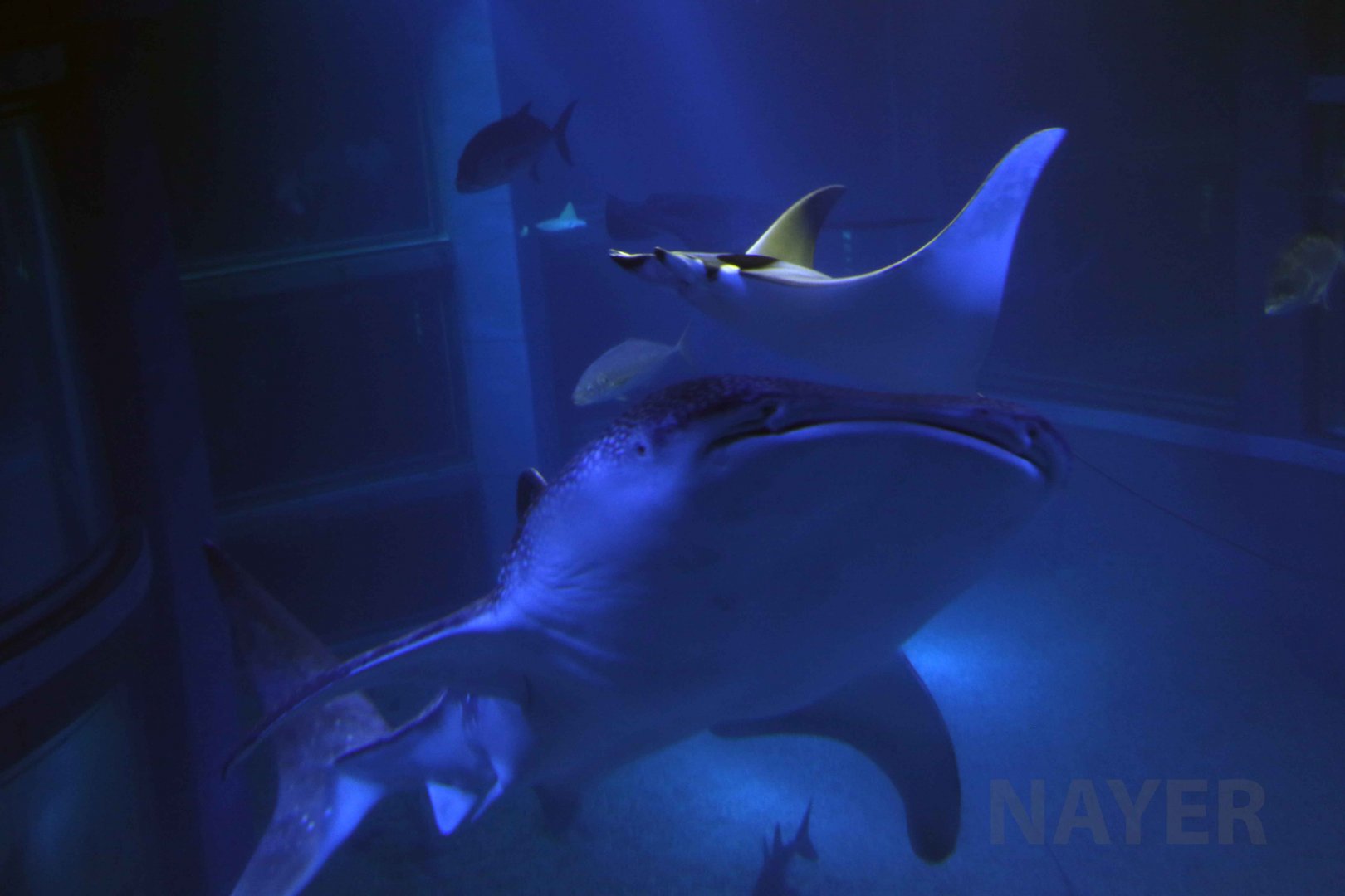 Whale shark and Japanese devil ray, October 2017