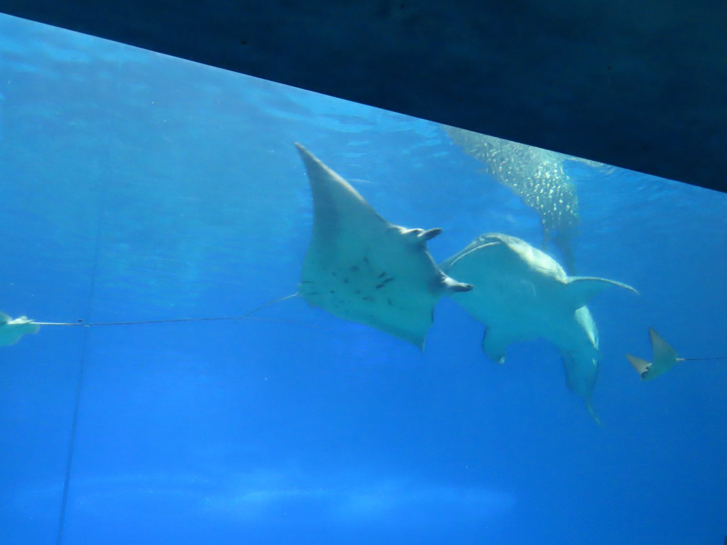 Whale shark and manta ray
