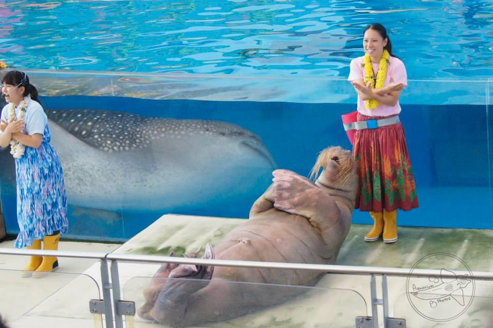 Whale Shark and Walrus at Show