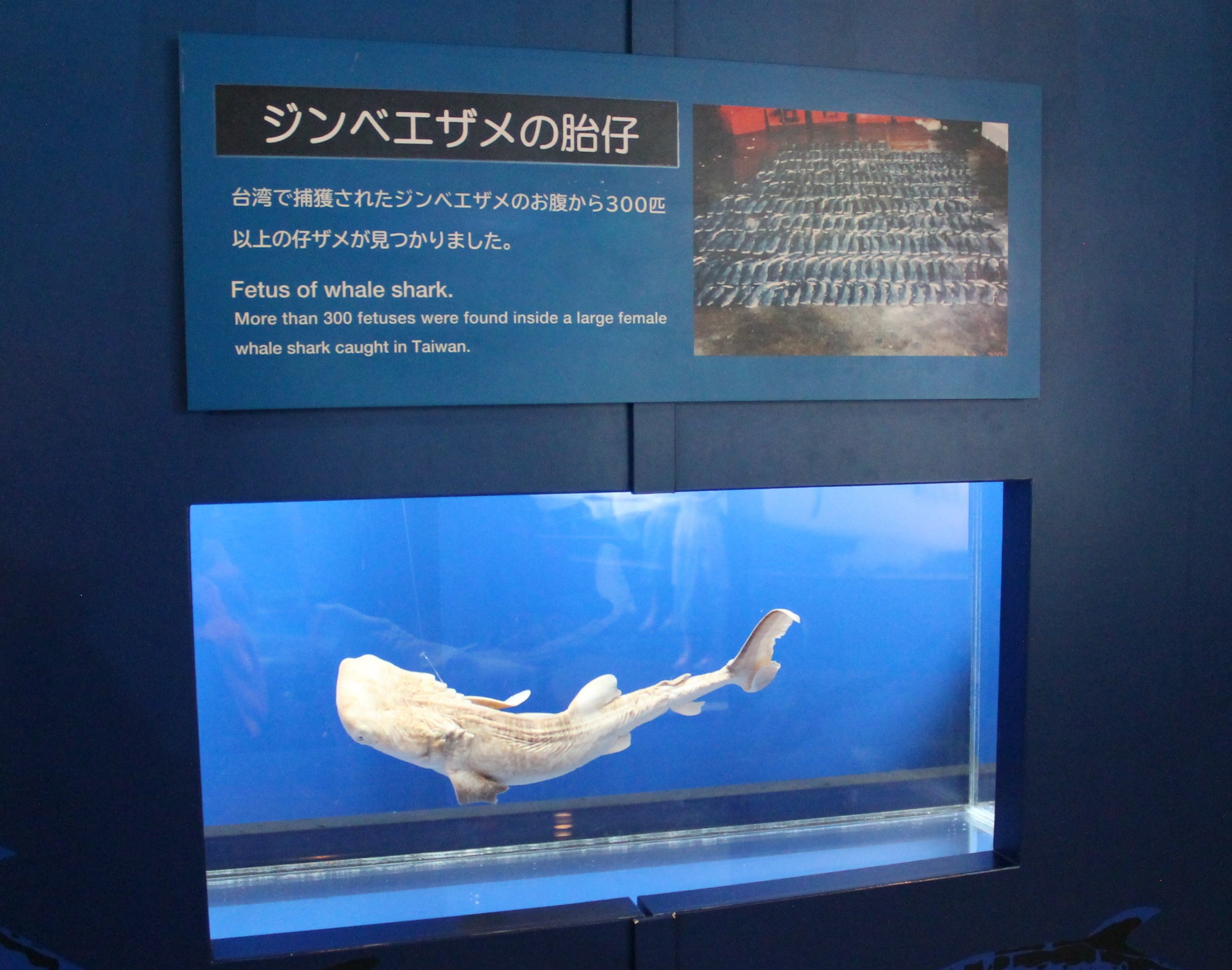 Whale Shark foetus