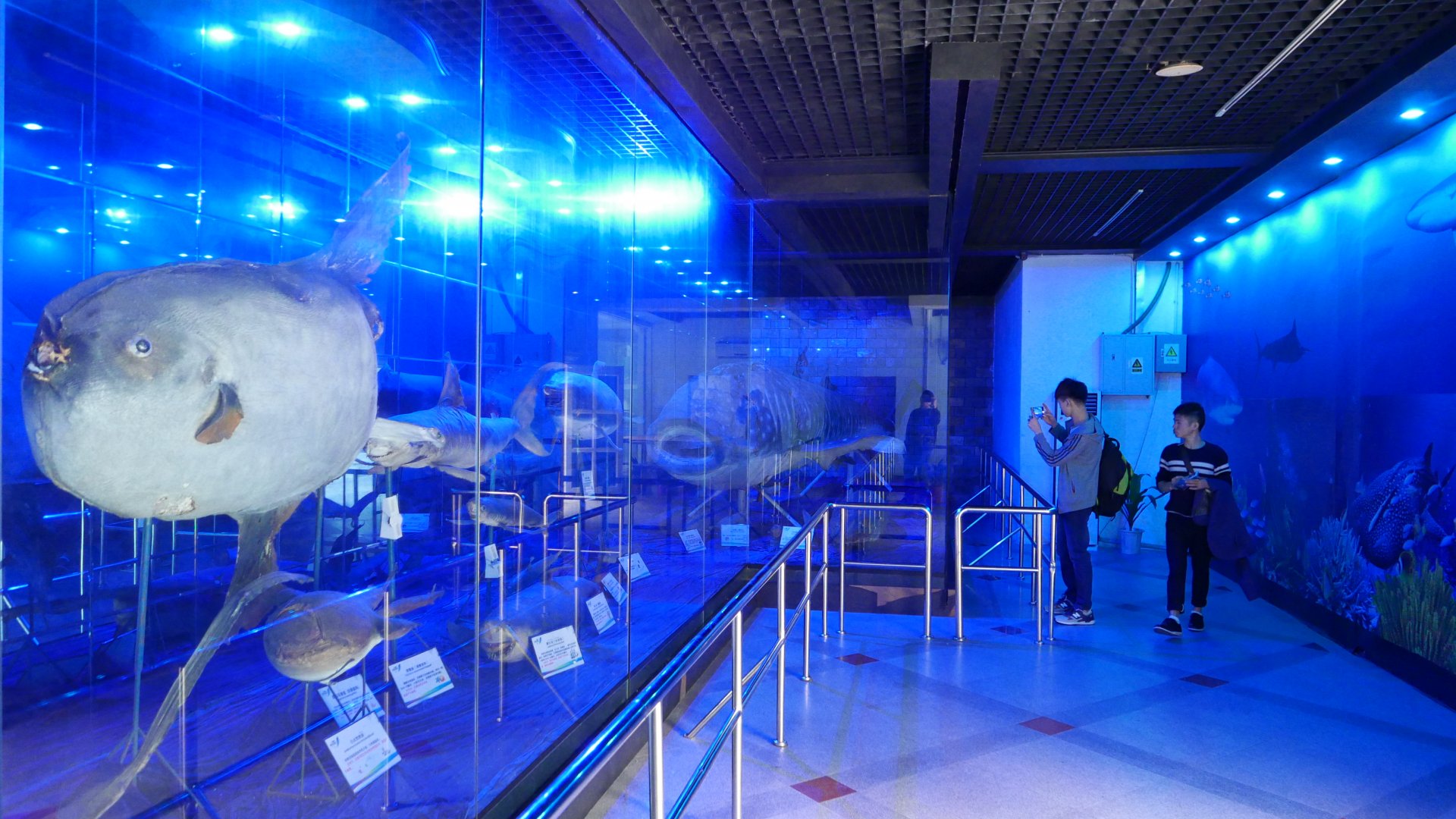 Whale Shark Hall