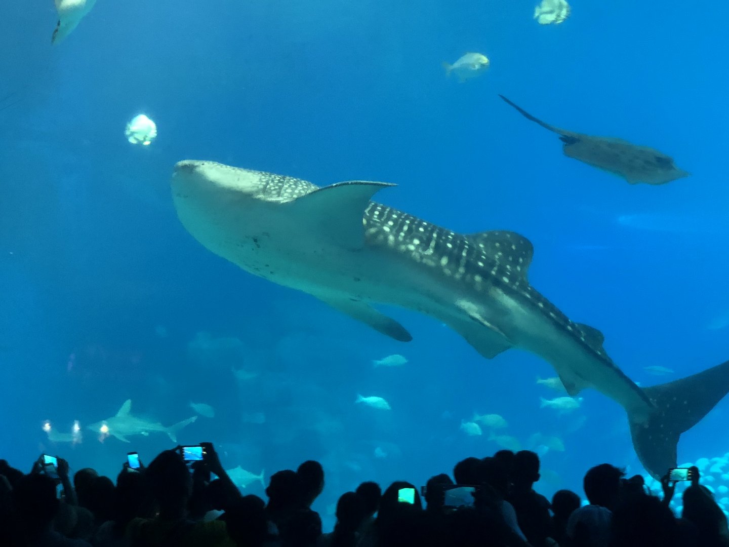 Whale shark in main tank