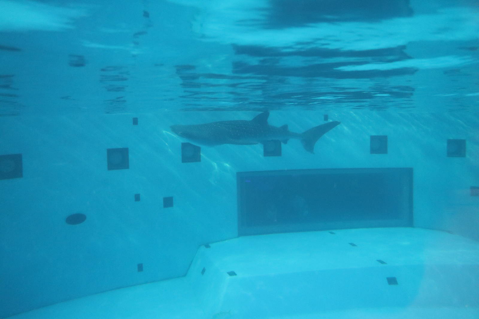 Whale shark in stadium tank, February 2016