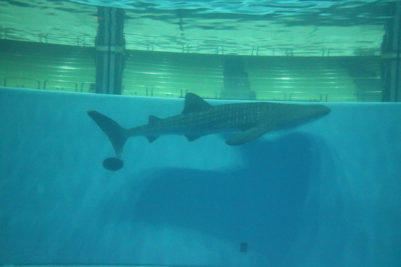 Whale shark in the stadium tank, February 2016