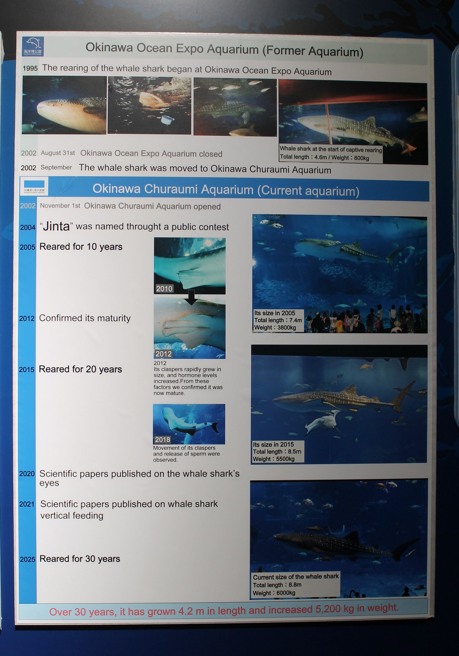 Whale Shark information