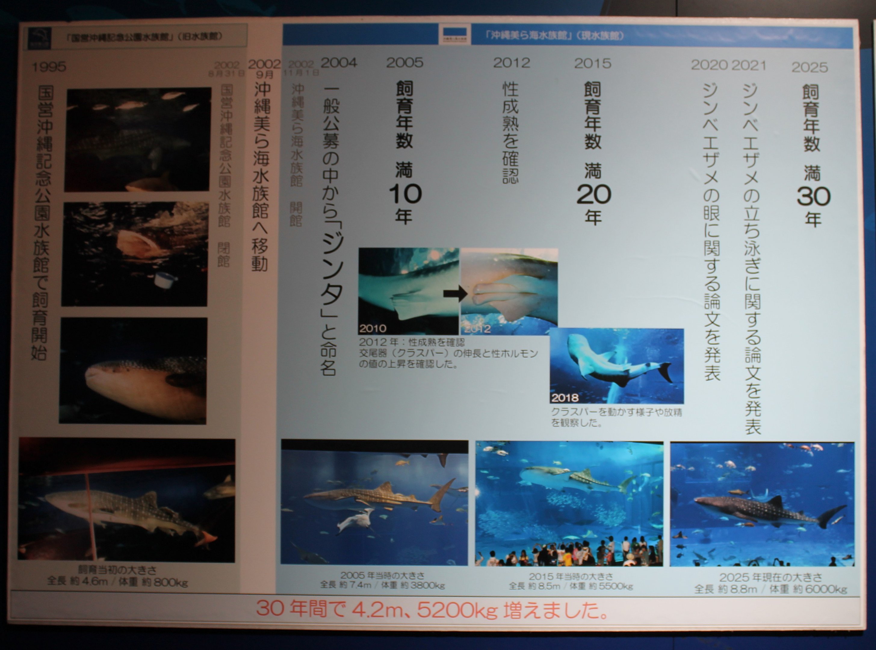 Whale Shark information