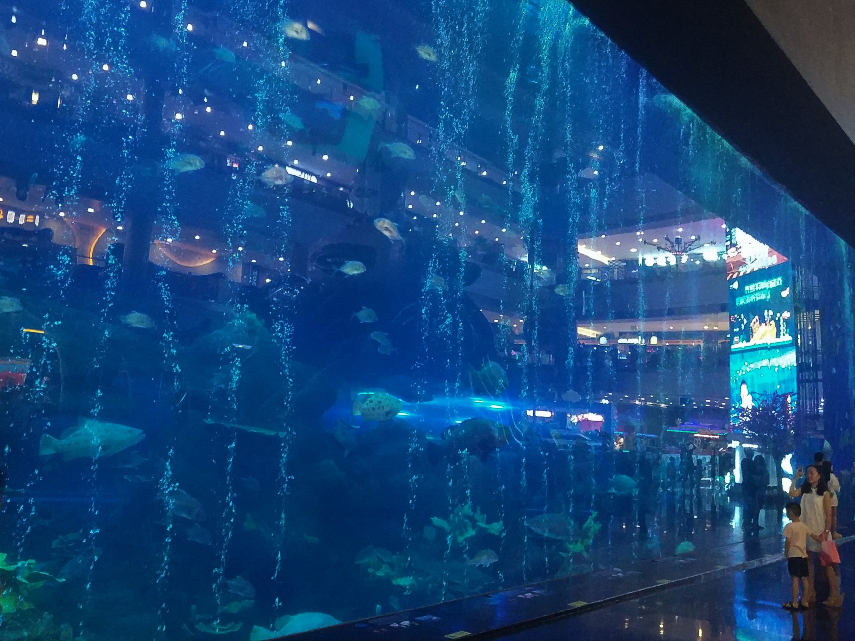 Whale Shark Main Window