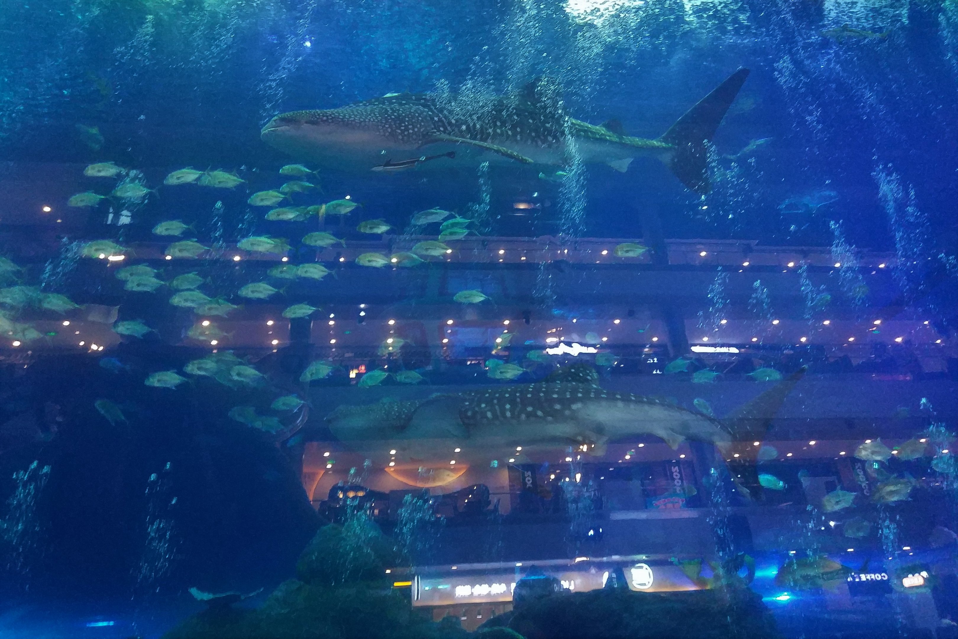 Whale Shark Main Window