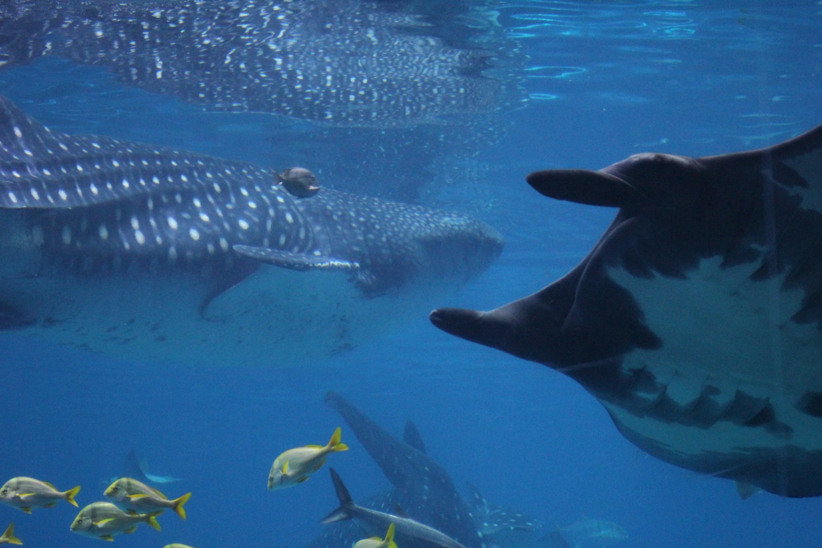 Whale Shark & Manta Ray
