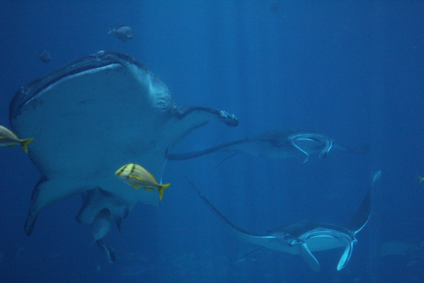 Whale Shark & Manta Rays