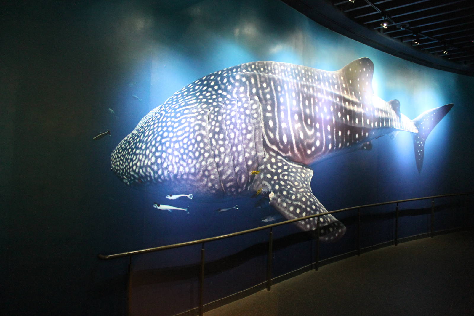 Whale Shark mural