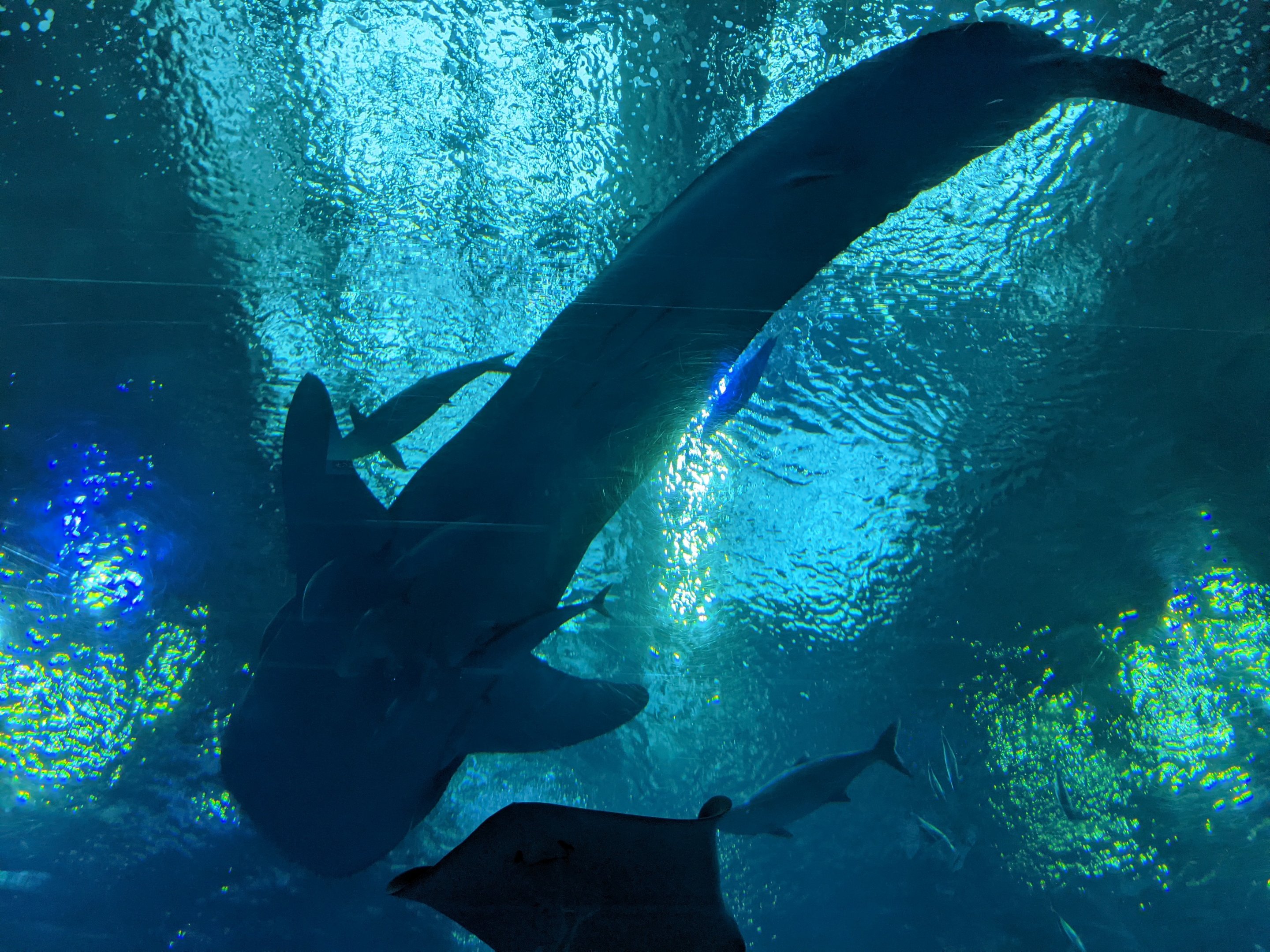 Whale Shark overhead