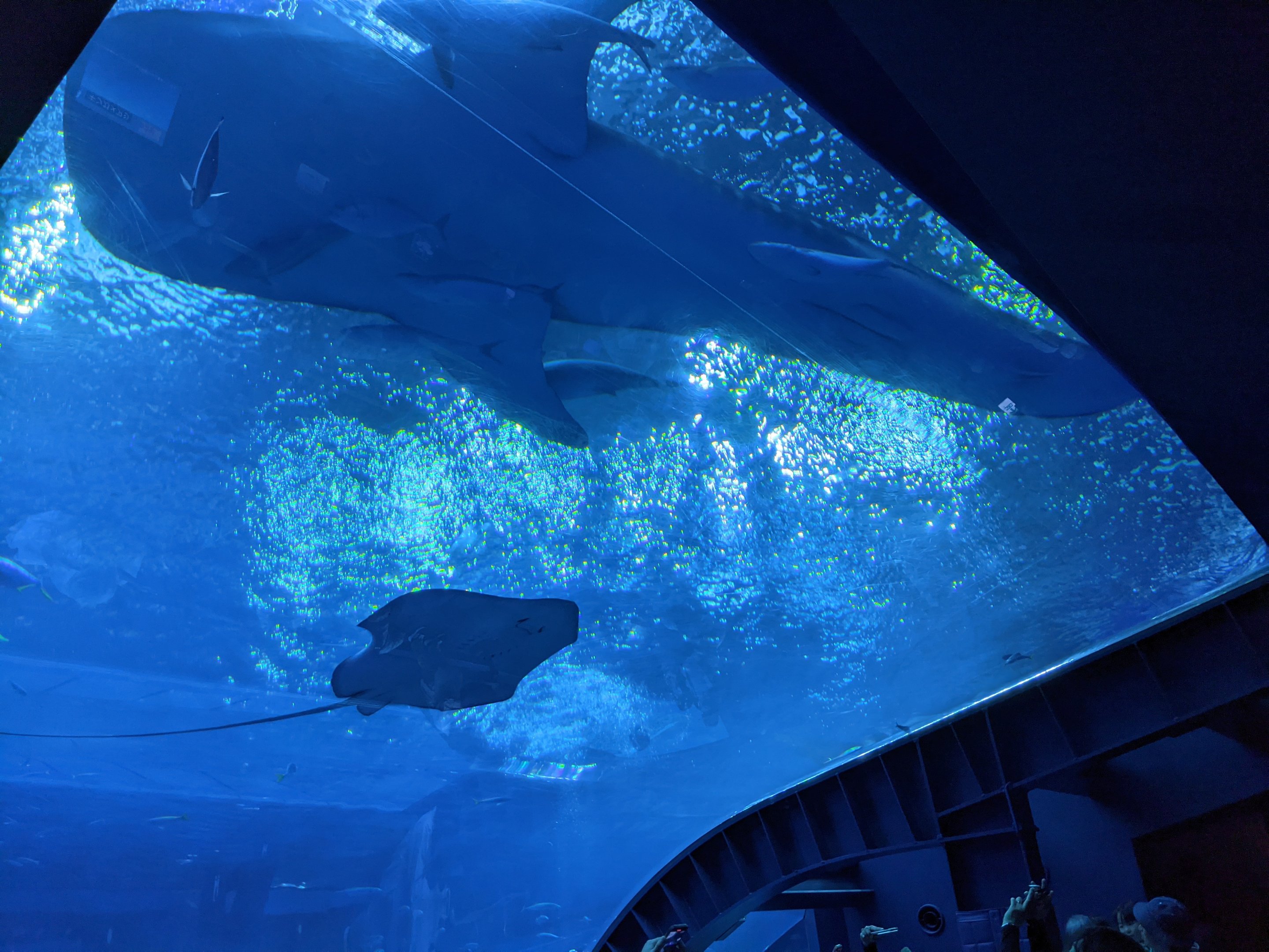Whale Shark overhead