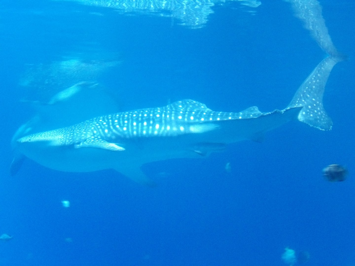 Whale Shark(Rhincodon typus) december 2023