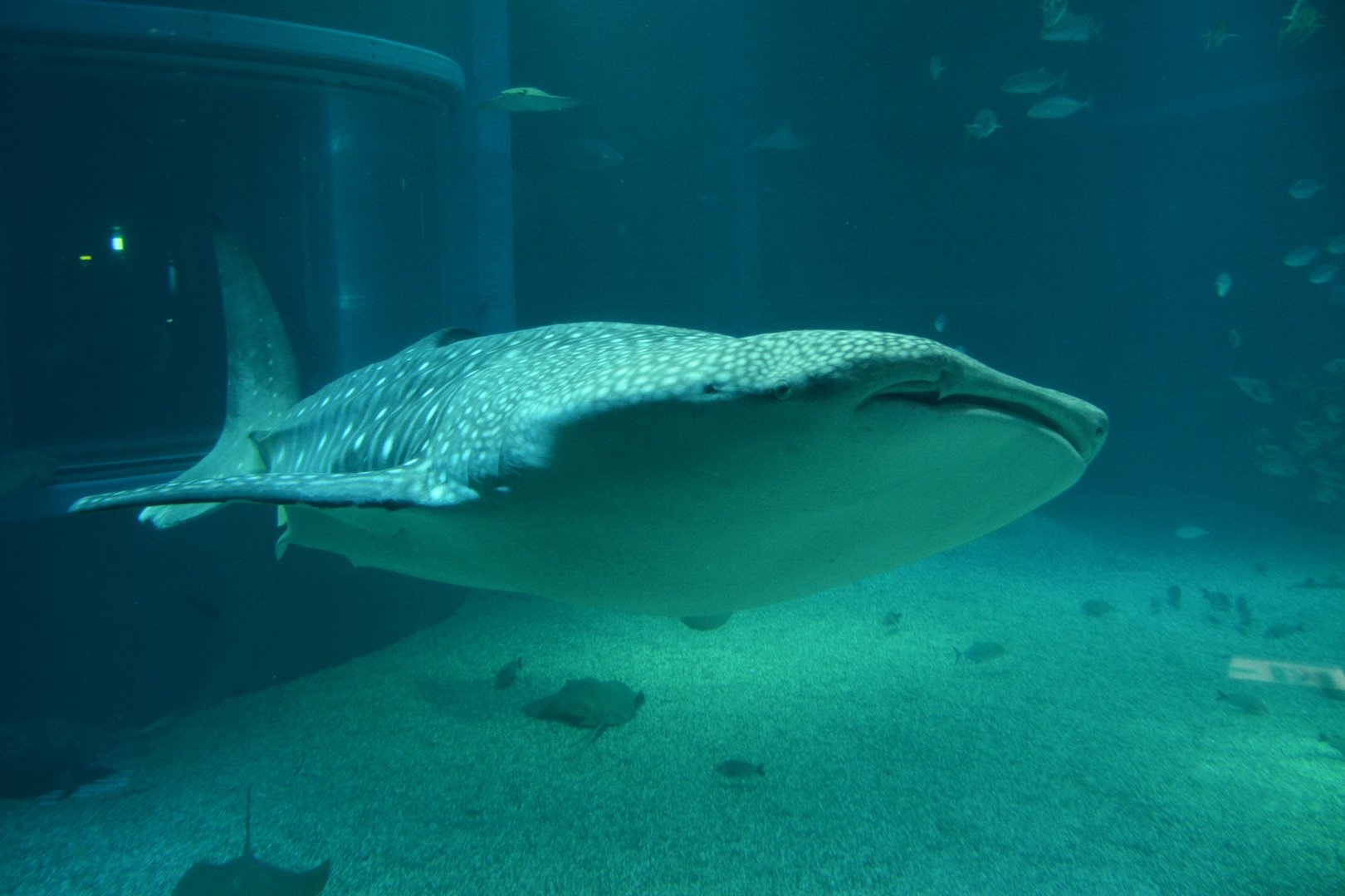 Whale shark (Rhincodon typus)