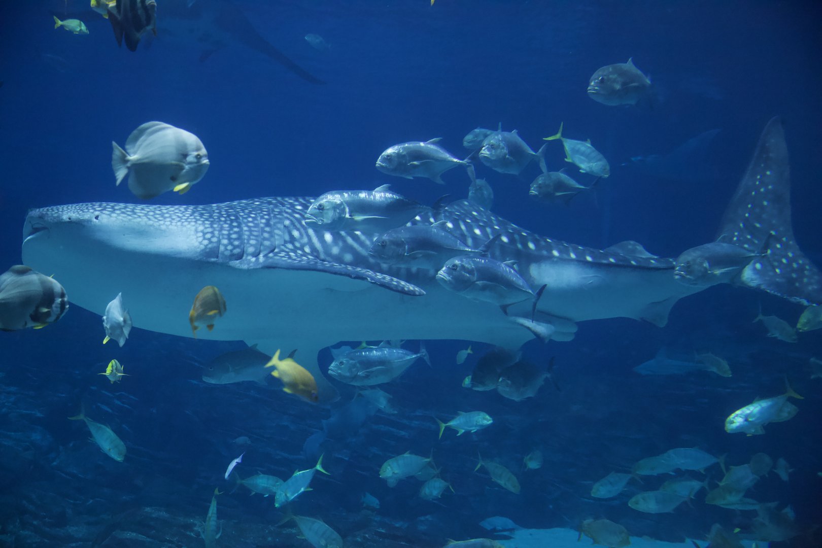 Whale Shark/ Rhincodon typus