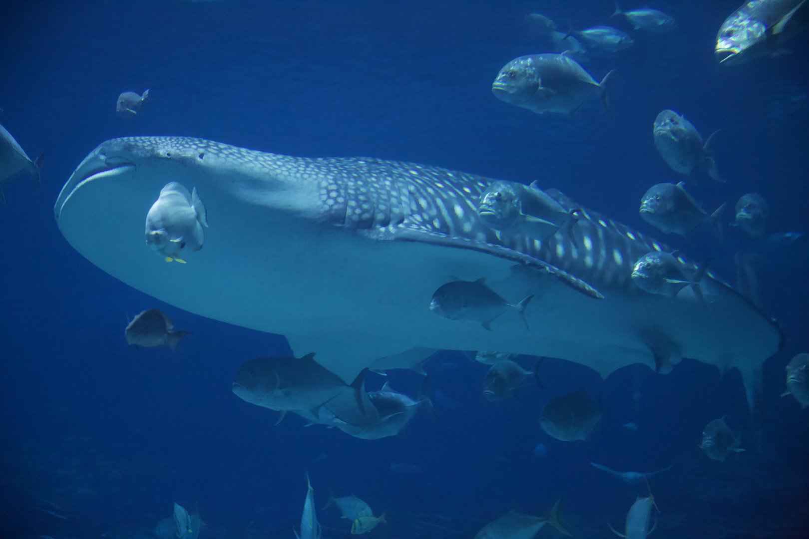 Whale Shark/ Rhincodon typus
