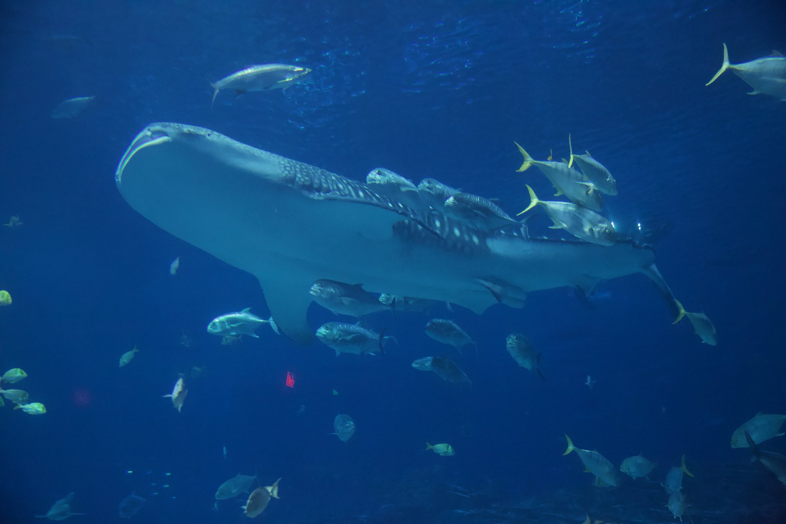 Whale Shark/ Rhincodon typus