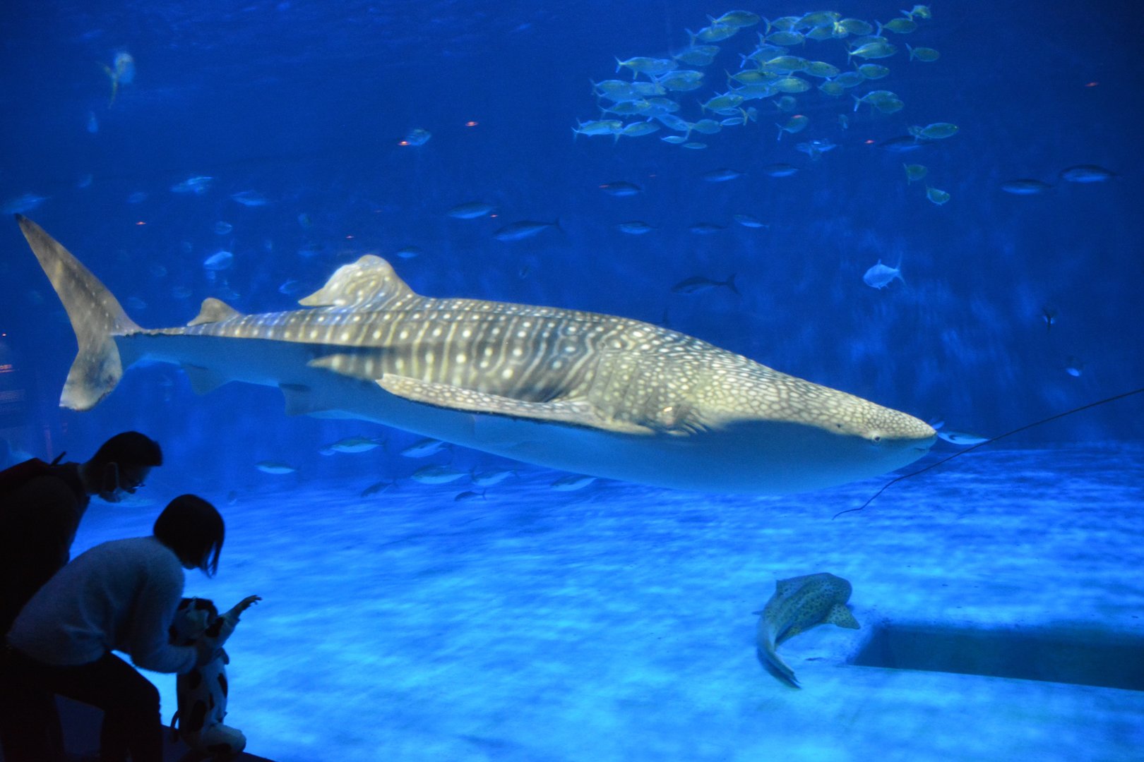 Whale shark (Rhincodon typus)