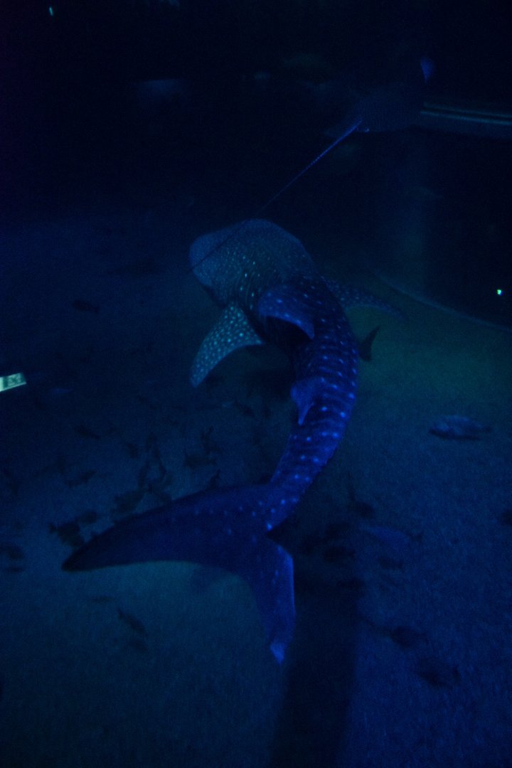 Whale shark (Rhincodon typus)