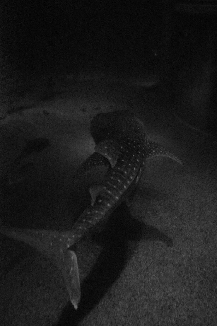 Whale shark (Rhincodon typus)