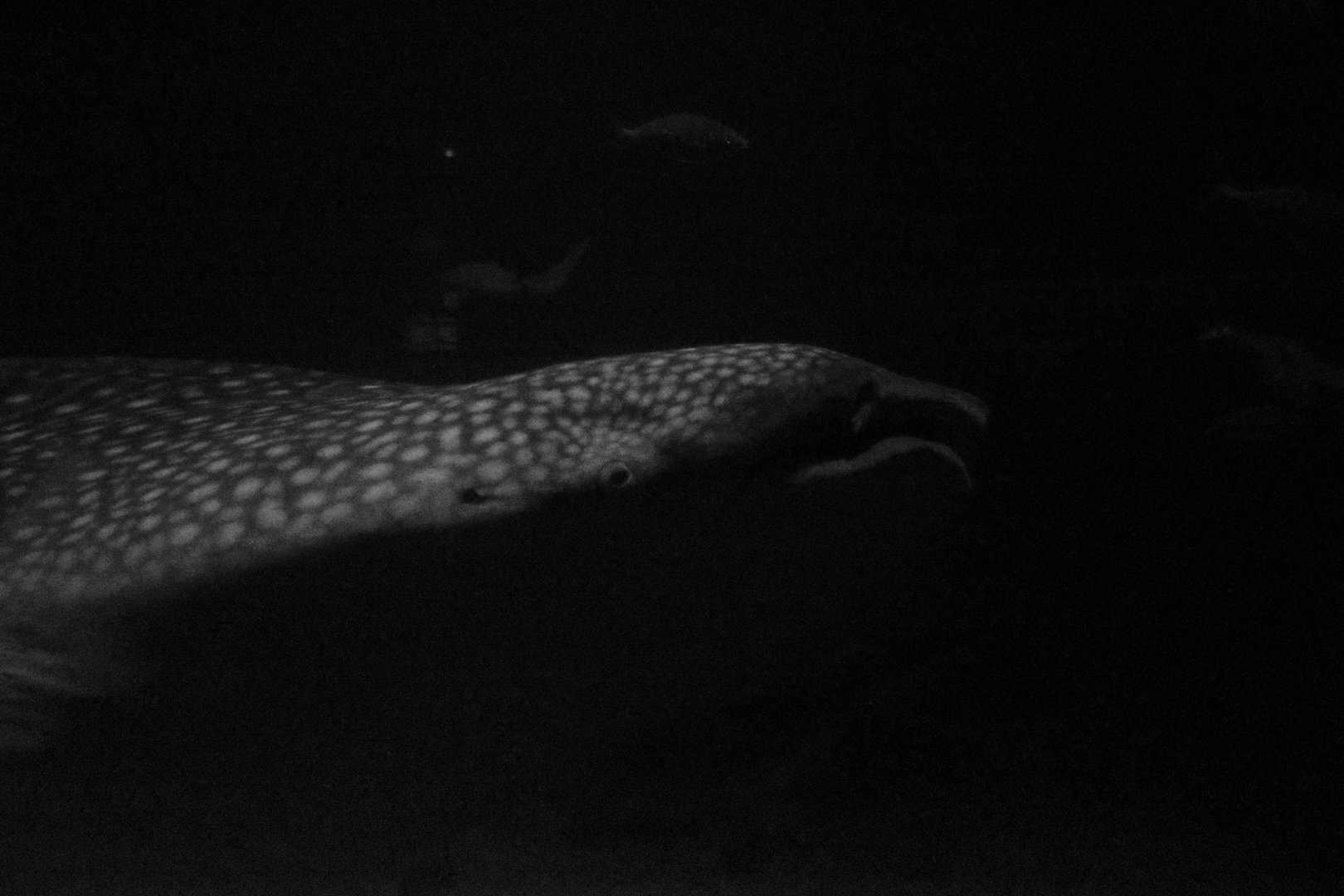 Whale shark (Rhincodon typus)