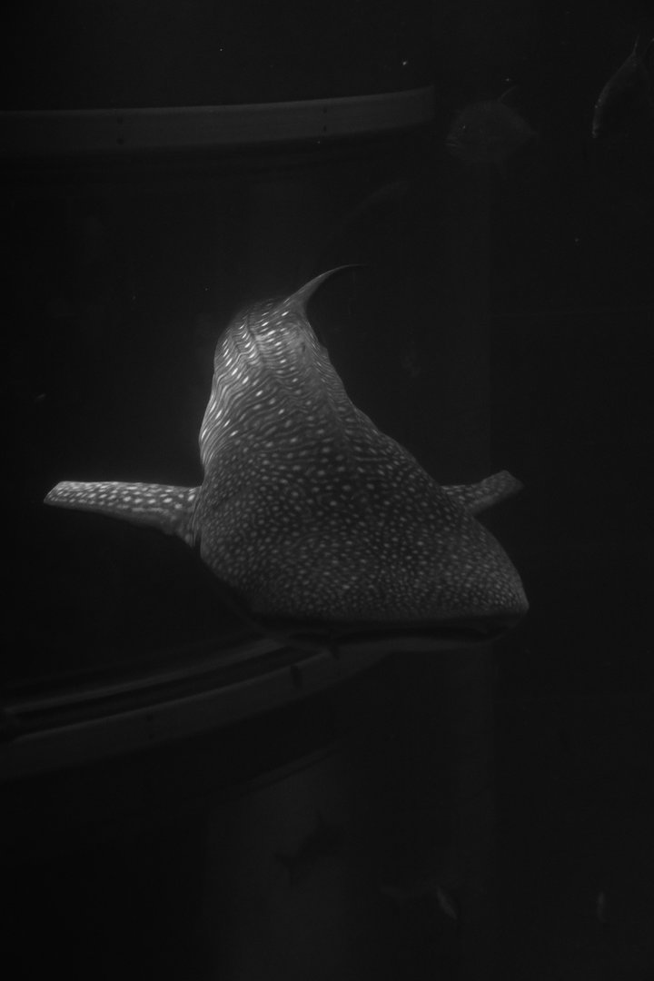 Whale shark (Rhincodon typus)