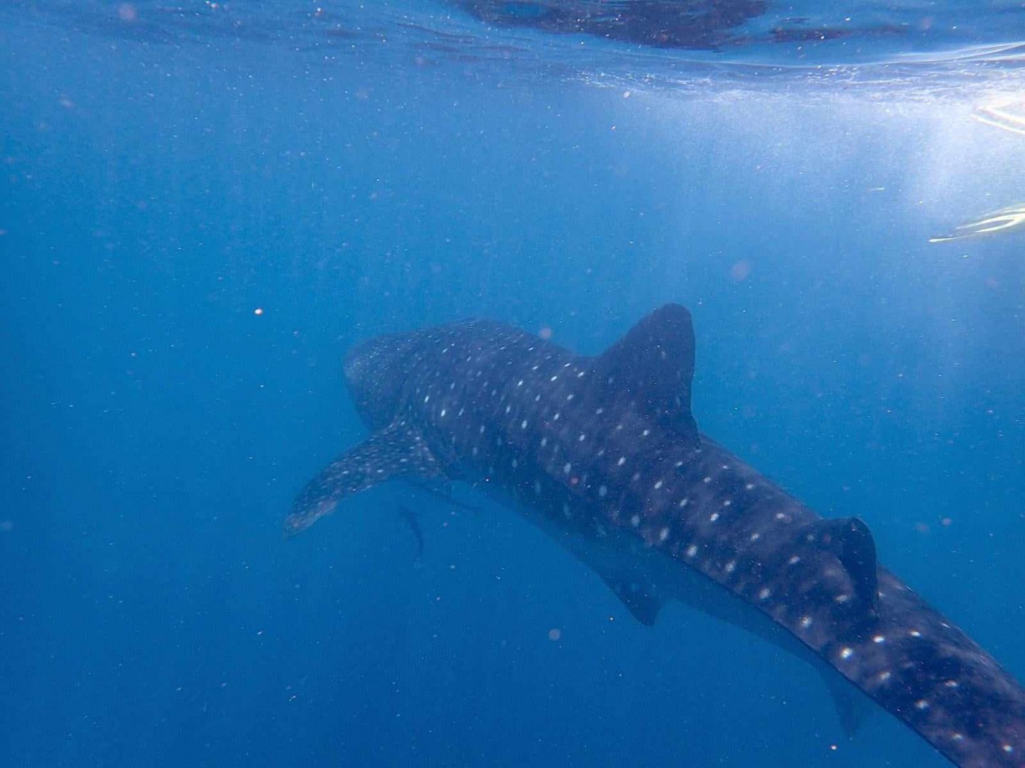 Whale-shark (Rhincodon typus)