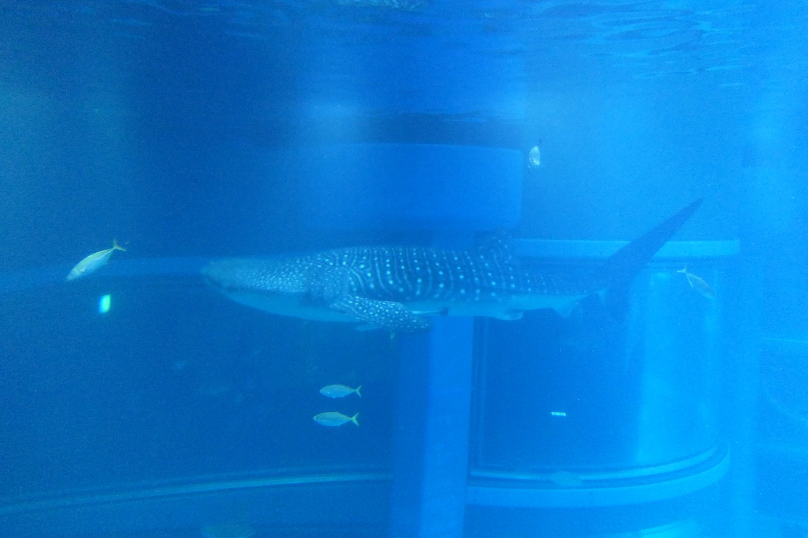 Whale Shark (Rhincodon typus)