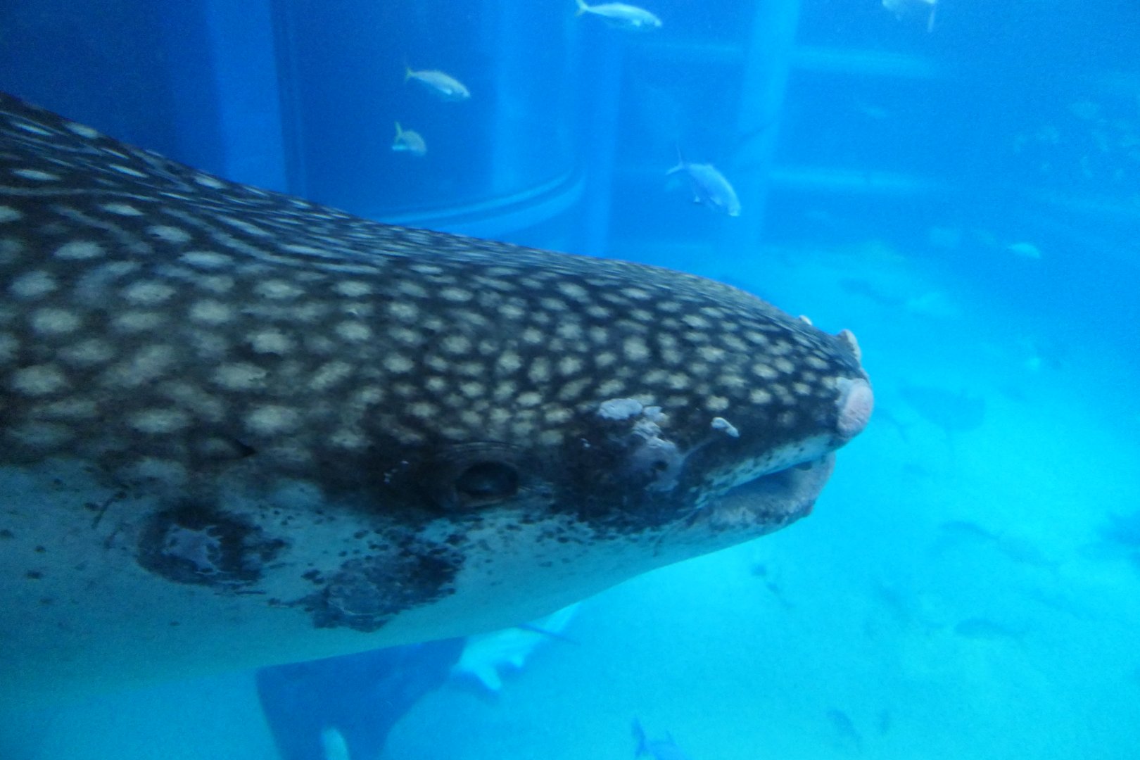 Whale Shark (Rhincodon typus)