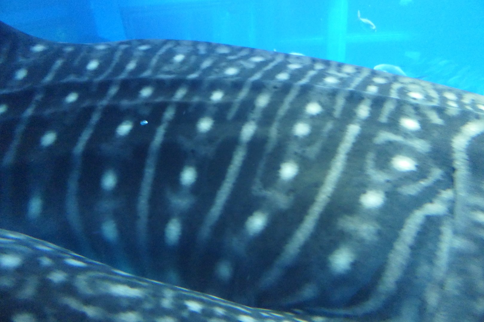 Whale Shark (Rhincodon typus)