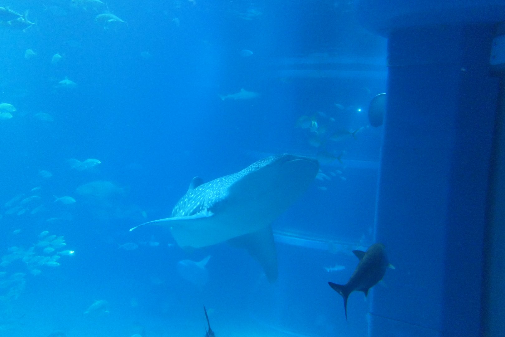 Whale Shark (Rhincodon typus)