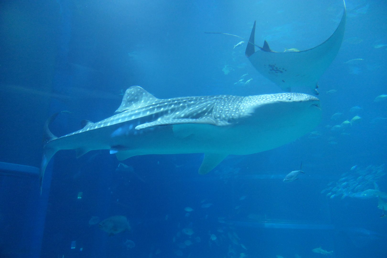 Whale Shark (Rhincodon typus)
