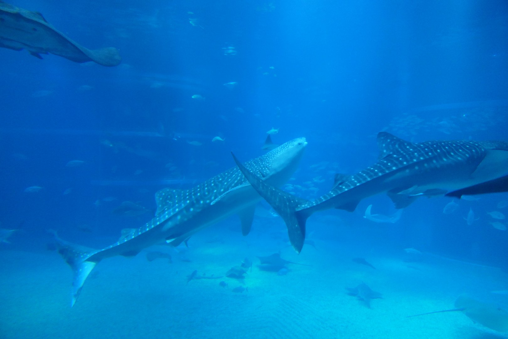 Whale Shark (Rhincodon typus)