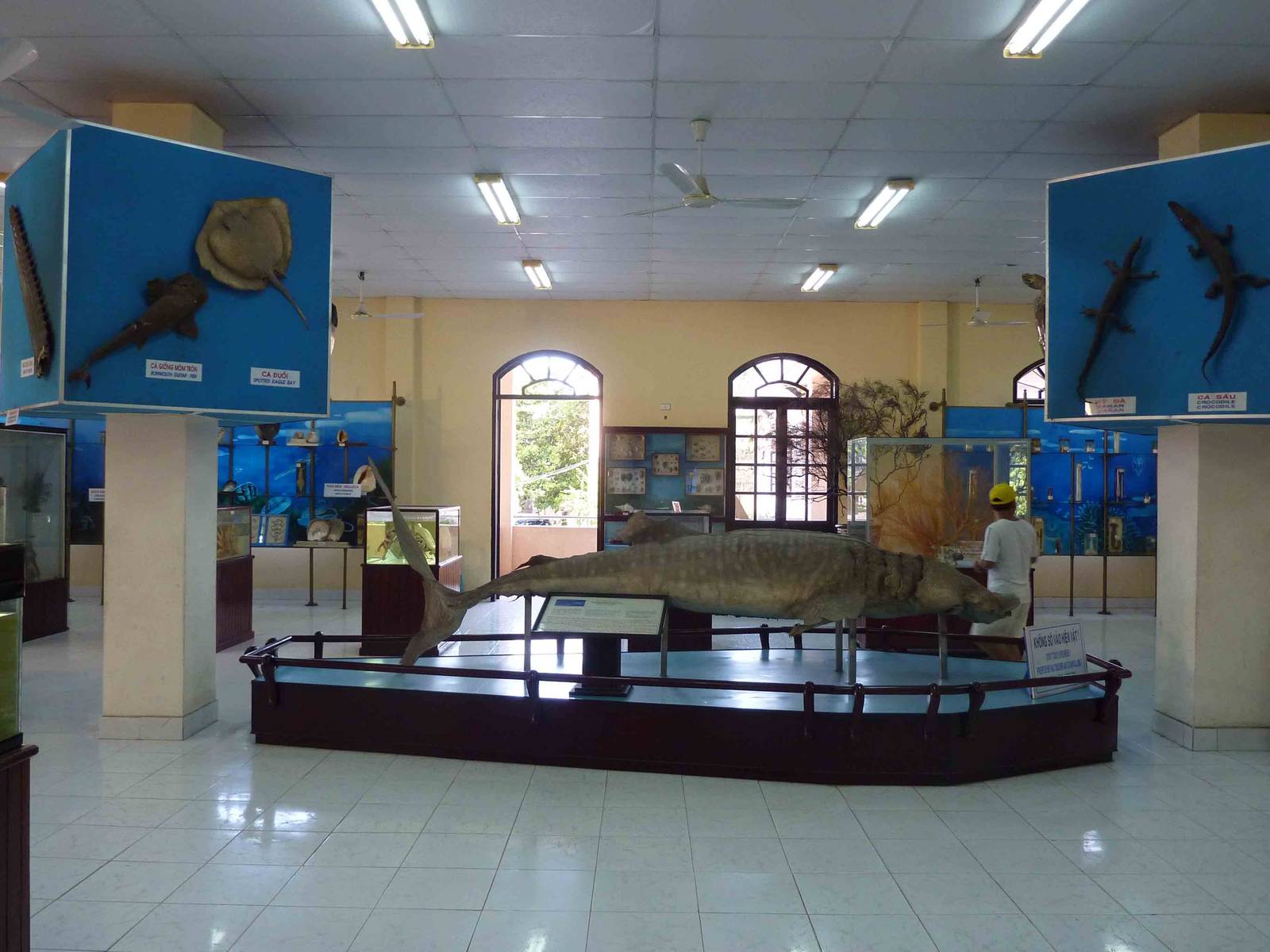 Whale shark specimen, May 2013.