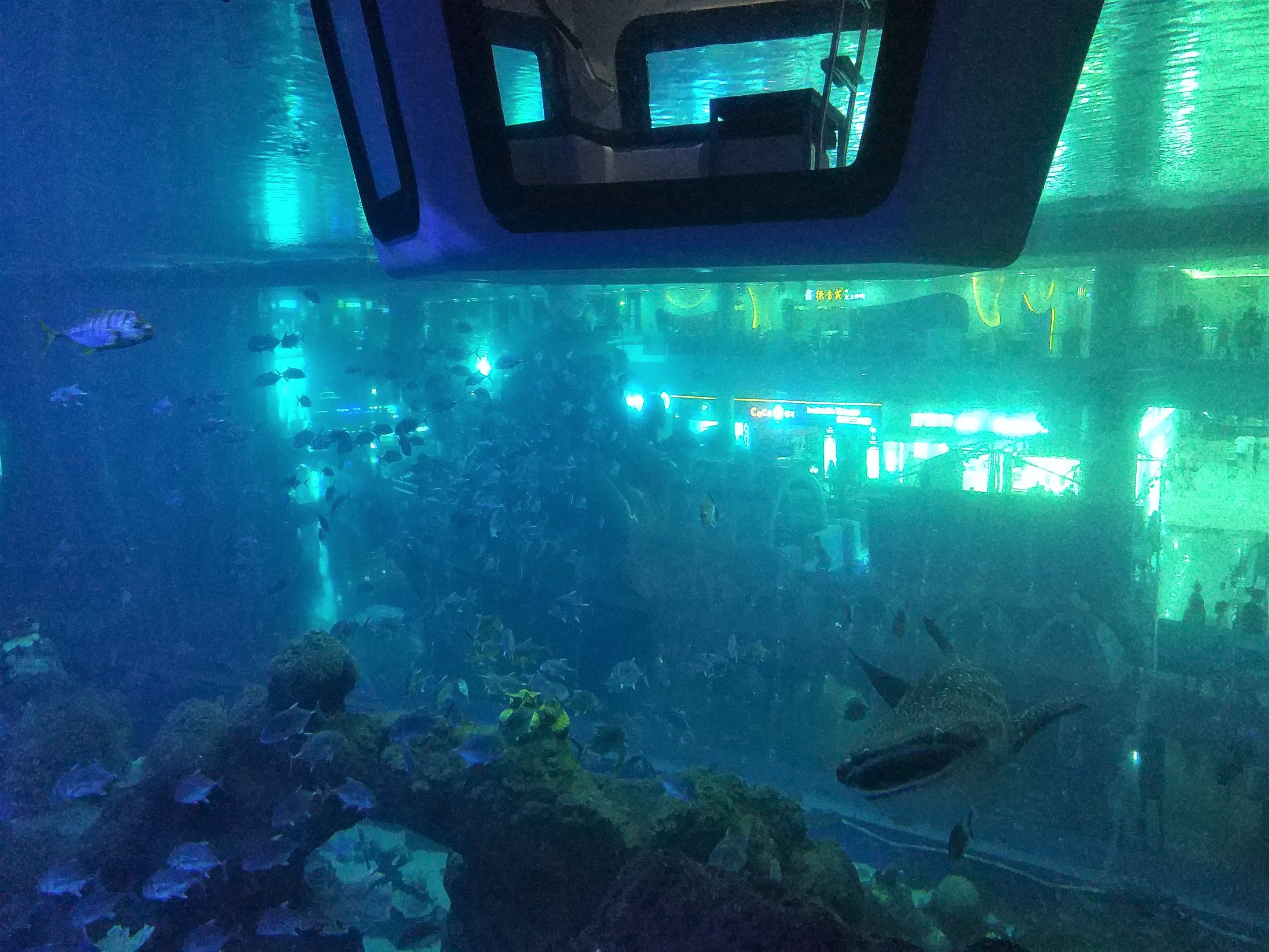 Whale Shark Tank Rear View